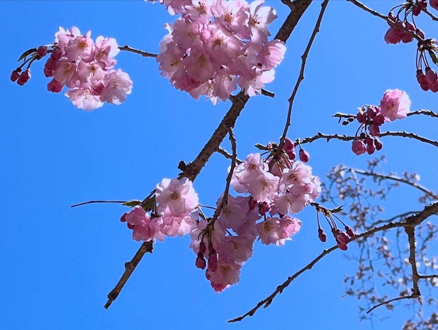 宮島 町家宿 進龍庵 Hatsukaichi Dış mekan fotoğraf