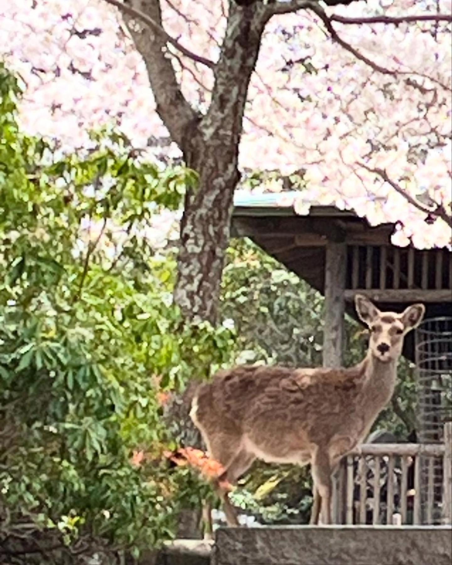 宮島 町家宿 進龍庵 Hatsukaichi Dış mekan fotoğraf
